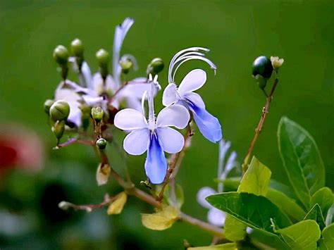 長得像鳥的花|【長得像鳥的花】你見過長得像鳥的花嗎？5 種酷似動物的植物，。